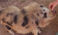 /album/teacup-pigs/pumpkin-first-try-sit-1-450x270-jpg/